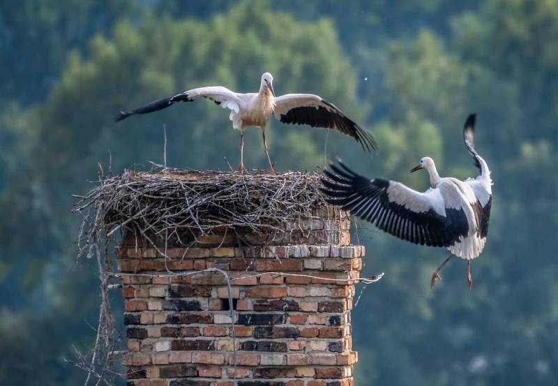 Expert Chimney Animal Removal in Boxford, MA Professional Chimney Animal Removal Services in Boxford, Massachusetts